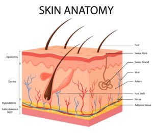 skinanatomy - Vernixa